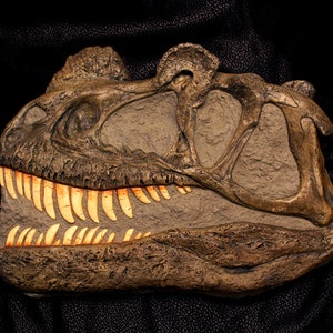 Ceratosaurus Dinosaur Skull Cast Sculpture