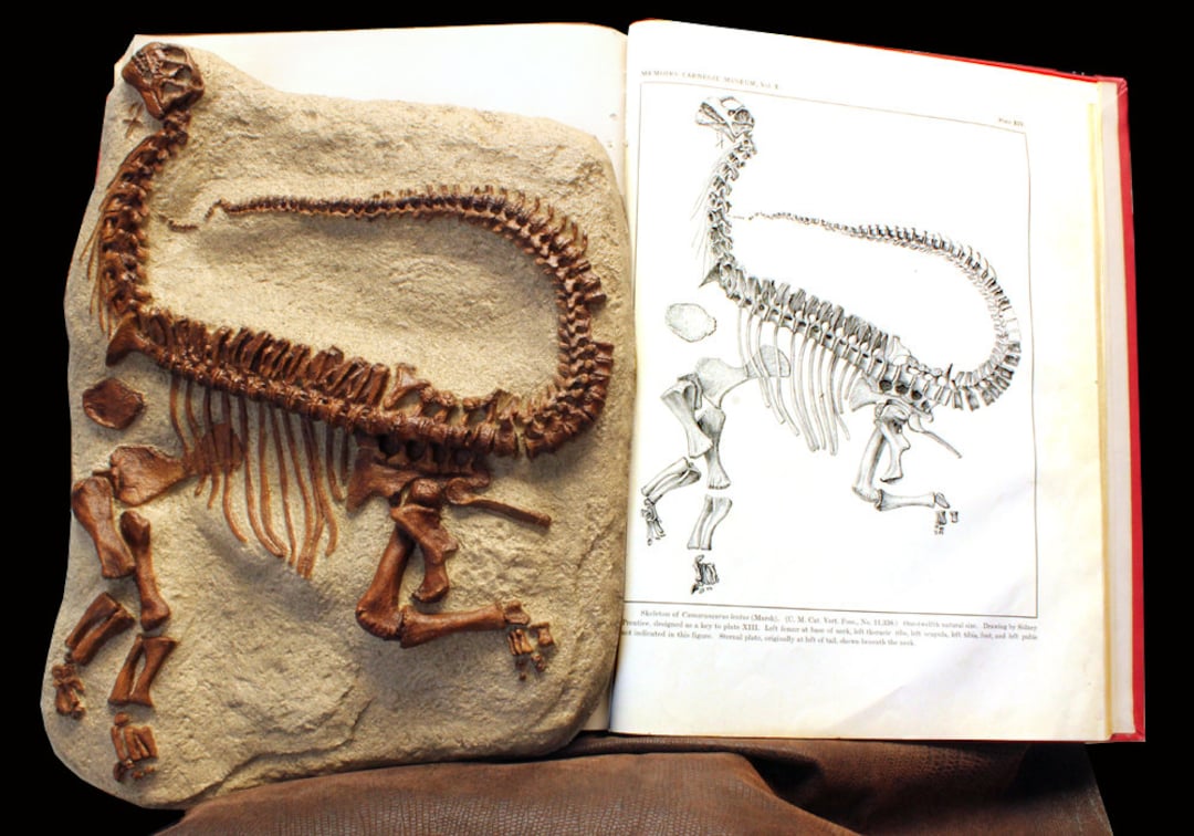 Cast Sculpture Dinosaur Fossil Camarasaurus Skeleton Etsy