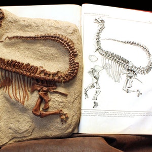 Cast Sculpture Dinosaur Fossil Camarasaurus Skeleton