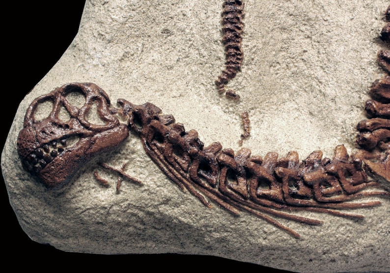 camarasaurus fossil