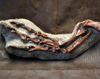 Allosaurus Dinosaur Arm and Hand Cast Sculpture