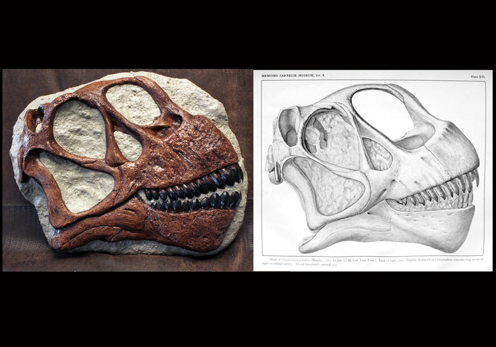 camarasaurus fossil