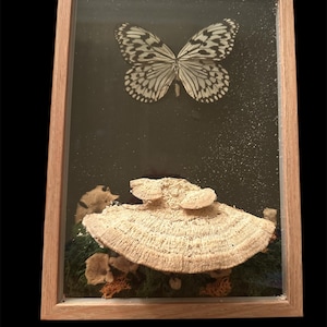 Framed Butterfly & Fungi Nature Art – Real Butterfly with Preserved Shelf Fungus and Moss | Woodland Shadow Box Decor