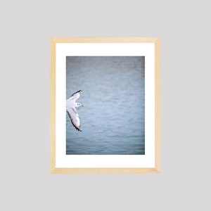 May include: A framed photograph of a white seagull flying over a body of water. The seagull is in mid-flight with its wings spread wide. The water is a light blue color and appears to be calm.