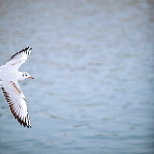 May include: A white seagull with black wing tips flies over a body of water.