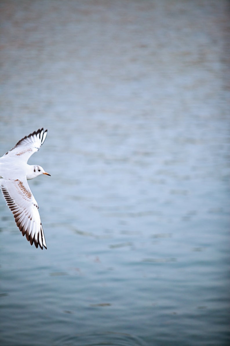 May include: A white seagull with black wing tips flies over a body of water.