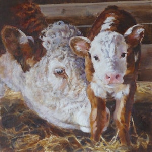 Mother's touch, Herefords, cow, calf, farm animals,cattle,