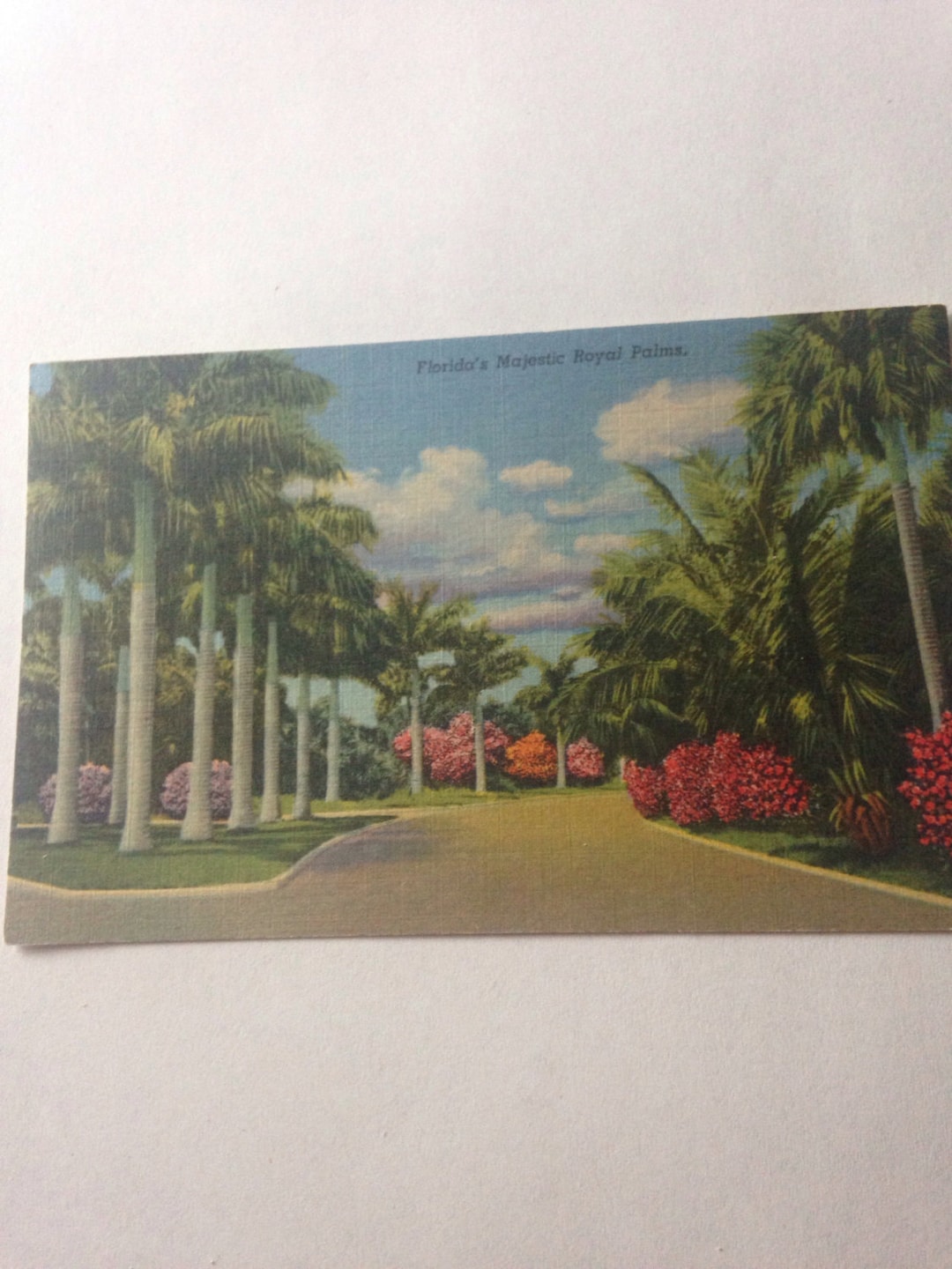 Ephemera Vintage Colorized Picture Postcard Numbered 279 F Floridas ...