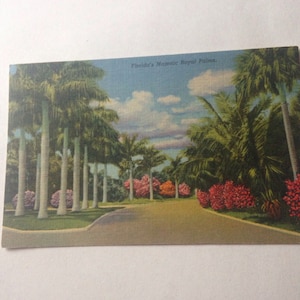 Ephemera Vintage Colorized Picture Postcard Numbered 279 F Floridas Makestic Royal Palms Orange Groves Palm Trees Winter Gardens