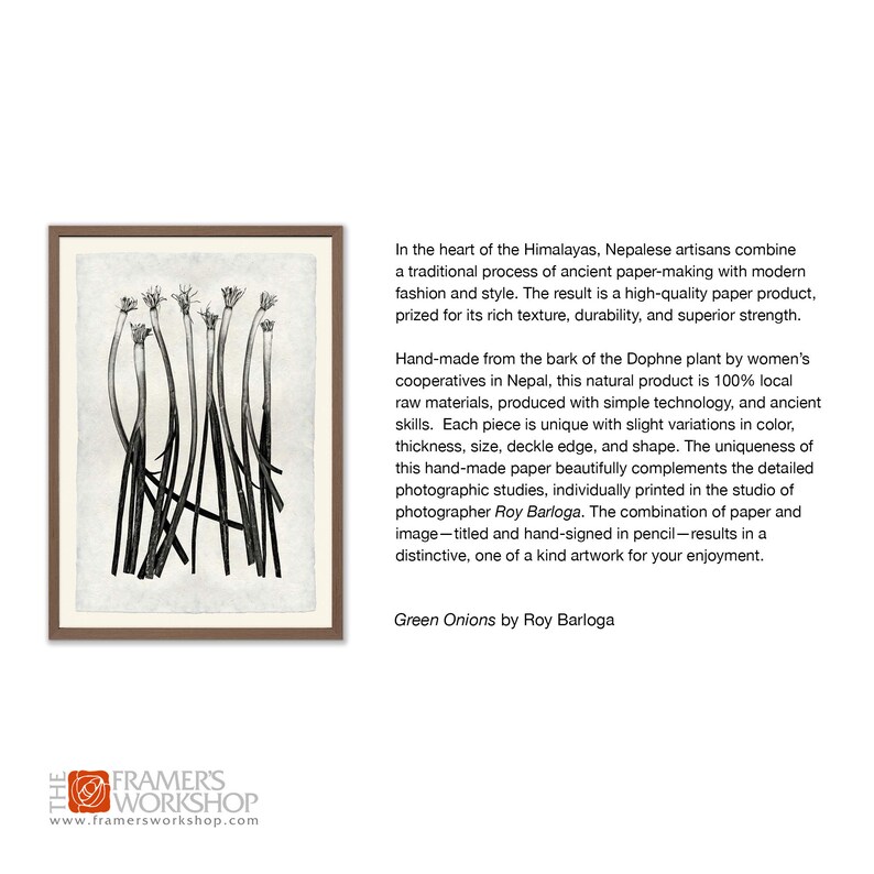 Barloga Green Onions 20x30 Photographic Print on Hand-made Paper
