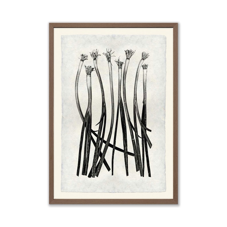 Barloga Green Onions 20x30 Photographic Print on Hand-made Paper
