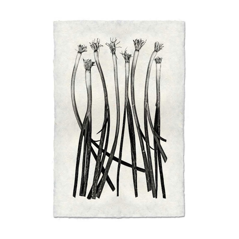Barloga Green Onions 20x30 Photographic Print on Hand-made Paper