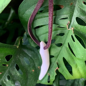 May include: A smooth, white, curved tooth-shaped pendant suspended from a dark brown, flat leather cord. The pendant has a tapered, pointed end and a rounded top where the cord passes through, creating a simple necklace design.