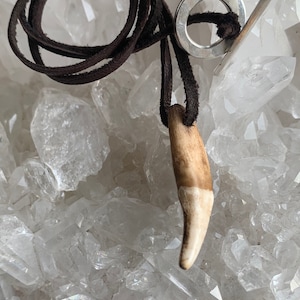 Wolf tooth necklace on a deerskin leather cord. Wolf tooth necklace, wolf tooth jewelry, animal tooth necklace, wolf tooth, wolf necklace