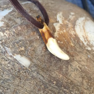 May include: A brown leather cord necklace with a tooth pendant. The tooth is white with brown markings and is shaped like a canine tooth.