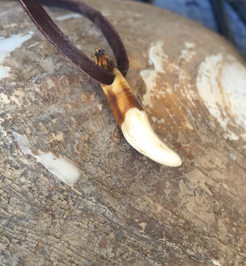 May include: A brown leather cord necklace with a tooth pendant. The tooth is white with brown markings and is shaped like a canine tooth.