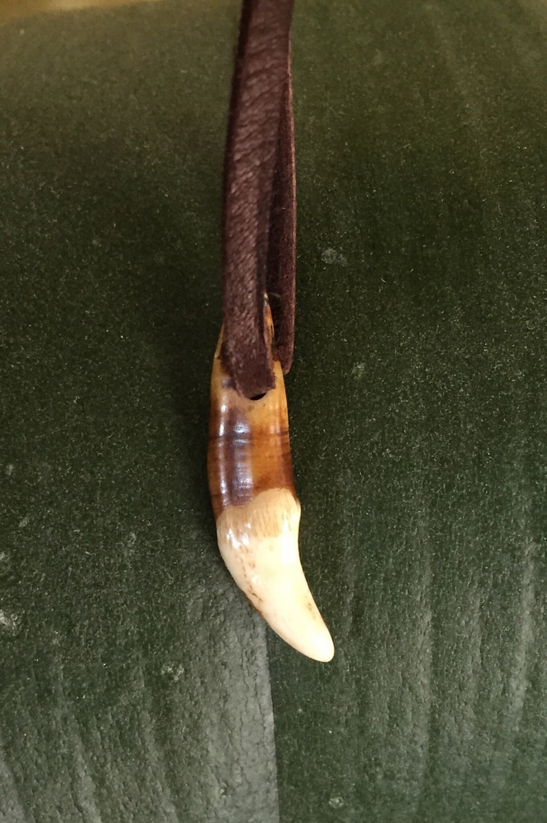 May include: A brown leather cord necklace with a tooth pendant. The tooth is white with brown markings.