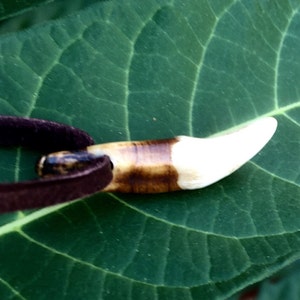 May include: A white and brown tooth pendant on a brown leather cord. The pendant is a natural tooth with a brown root and a white tip.
