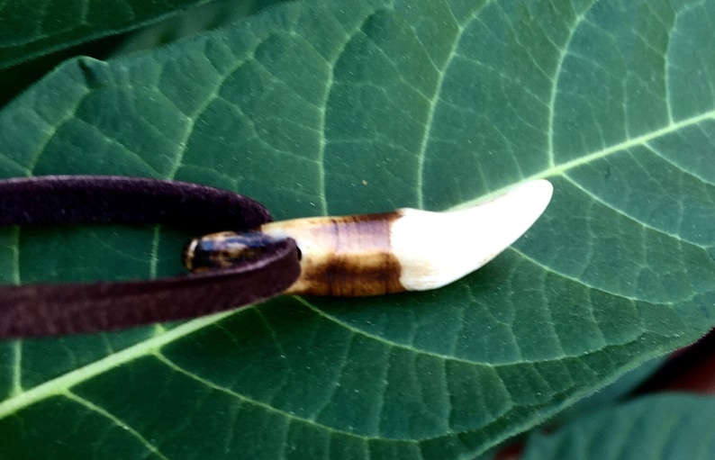 May include: A white and brown tooth pendant on a brown leather cord. The pendant is a natural tooth with a brown root and a white tip.