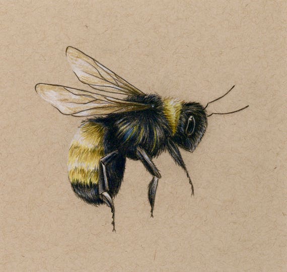 Bee art PRINT drawing colored pencil bee flying | Etsy