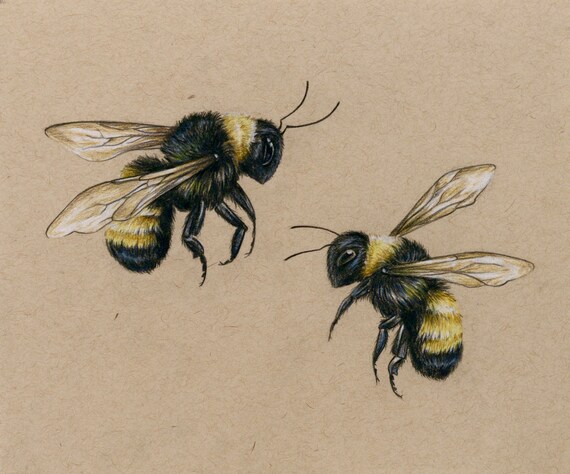 Bees art PRINT drawing colored pencil lover bees flying | Etsy