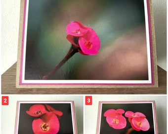 Grußkartenset: Christusdorn Botanik, Fotopostkarte Blume, Grußkarte, Fotografie, Geschenkkarte Geburtstag