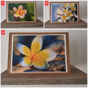 Grußkartenset: Plumeria Frangipani Botanik, Fotopostkarte Blume, Grußkarte, Fotografie, Geschenkkarte Geburtstag