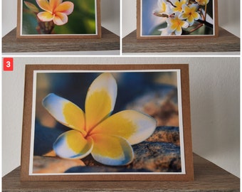 Grußkartenset: Plumeria Frangipani Botanik, Fotopostkarte Blume, Grußkarte, Fotografie, Geschenkkarte Geburtstag
