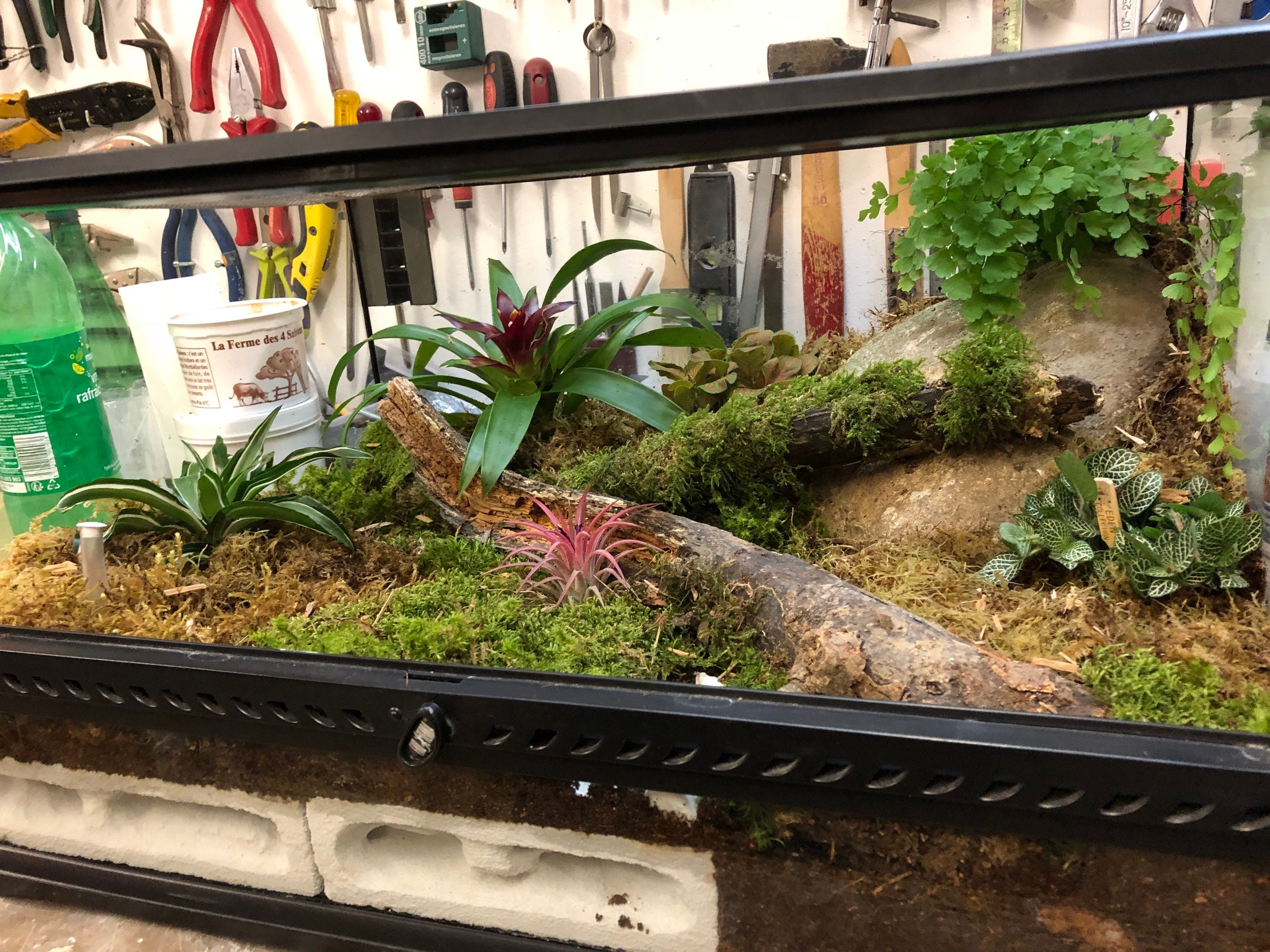 Terrarium Tropical 60x45x30 cm