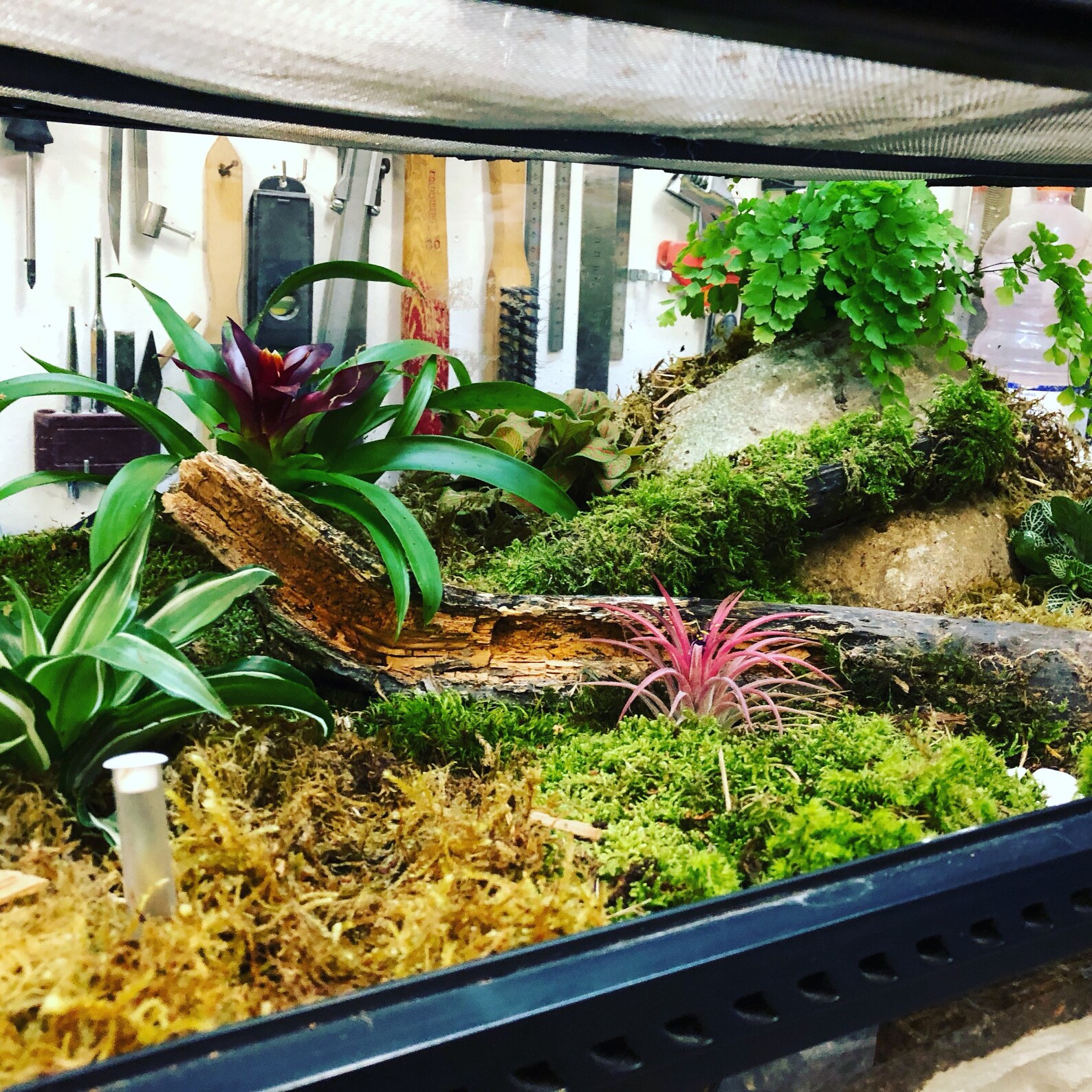 Terrarium tropical 60x45x30 cm Etsy France