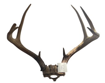 DEER ANTLERS…For Mounting, Re-Purpose, Sculptures, Nature Projects and Crafts and More… - #E -                 8 Points/15” Spread