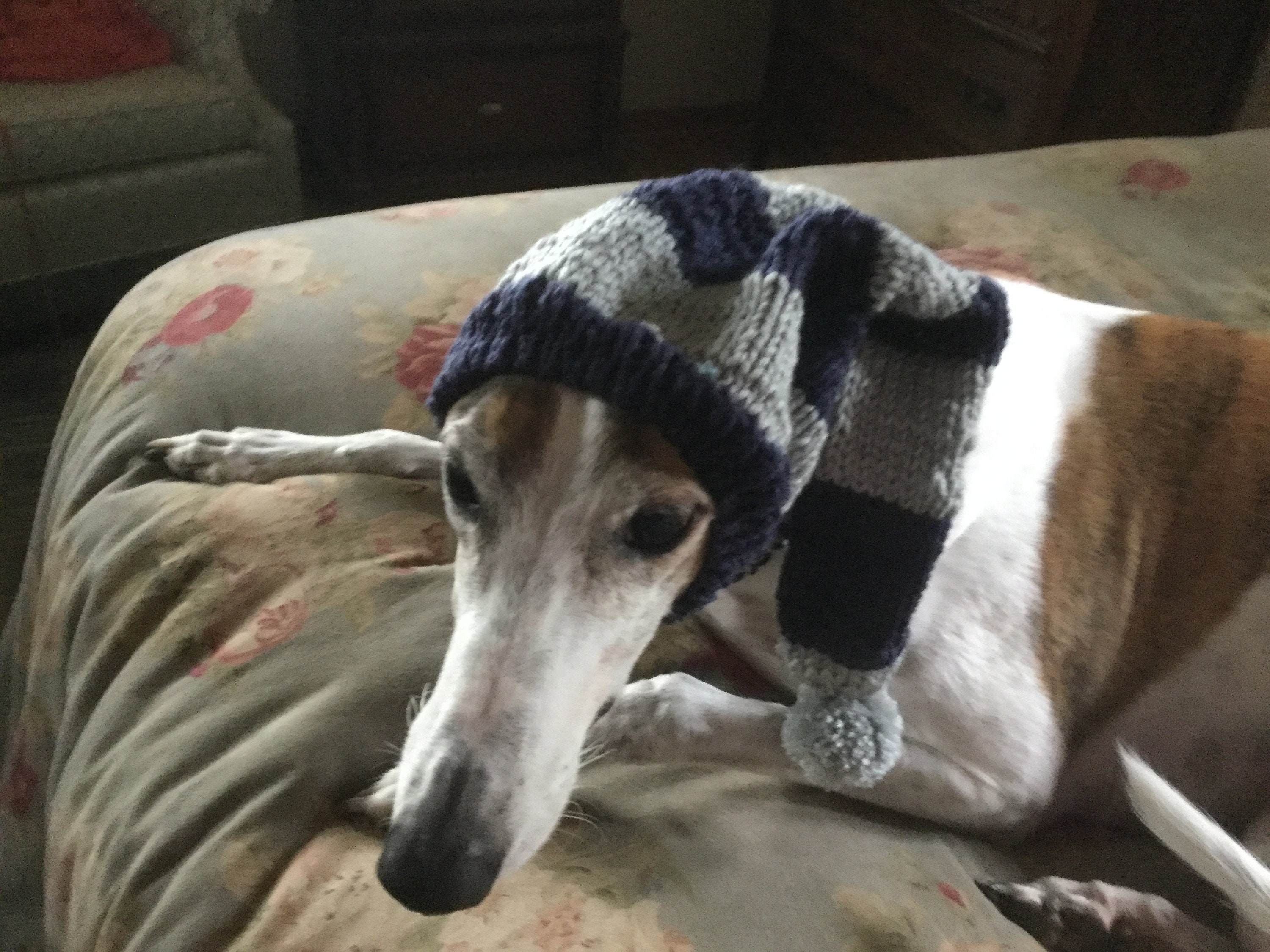greyhound snood