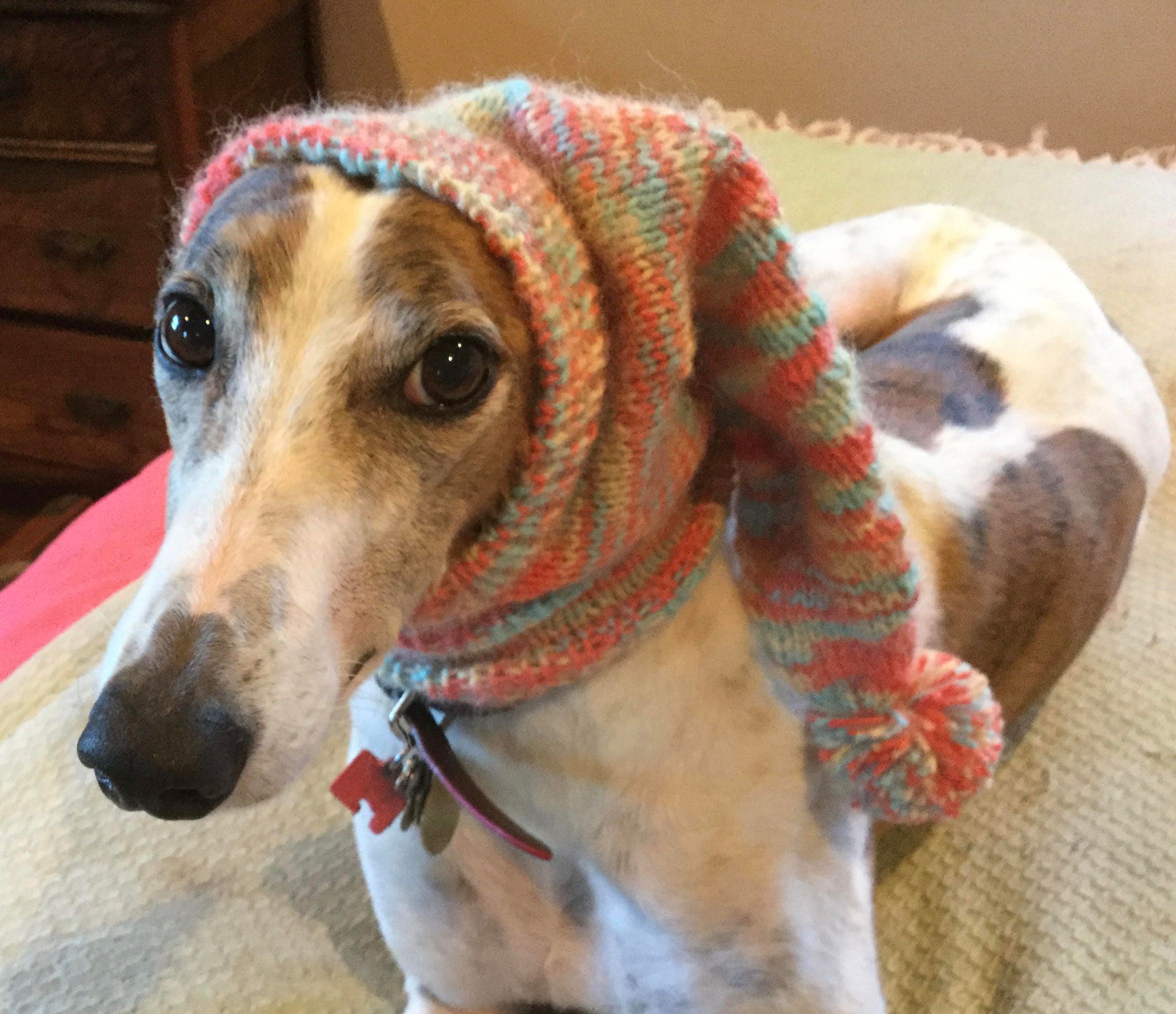 greyhound hat