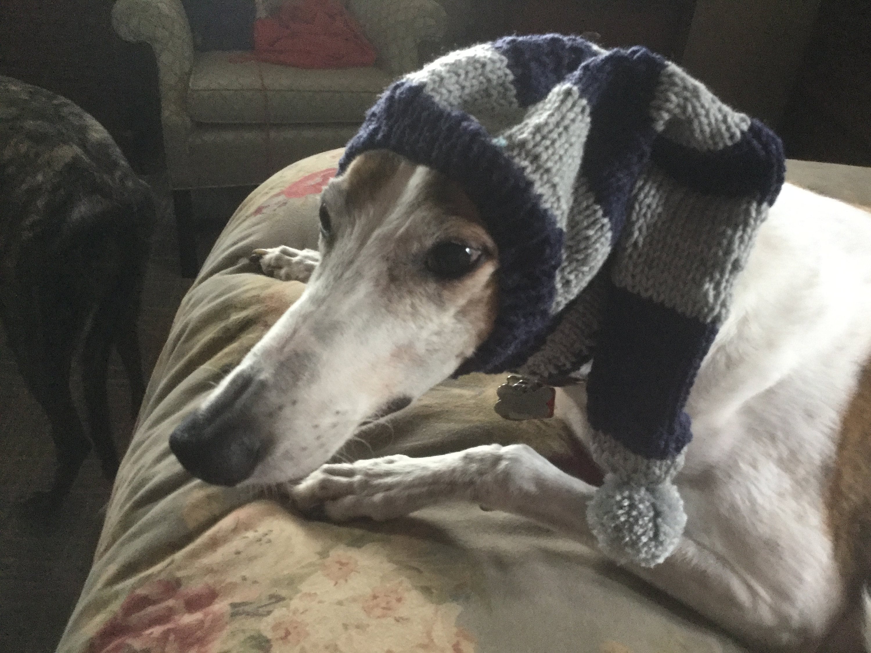greyhound snood greyhound snood