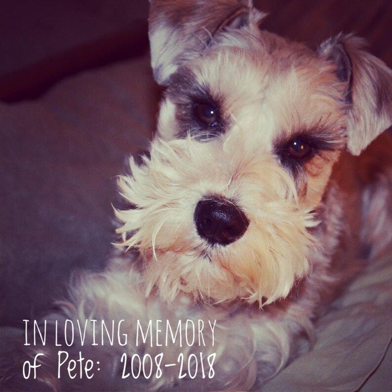 May include: A black and white photo of a small, white dog with brown eyes. The dog is lying on a bed and looking up at the camera. The text "IN LOVING MEMORY of Pete: 2008-2018" is written below the dog.