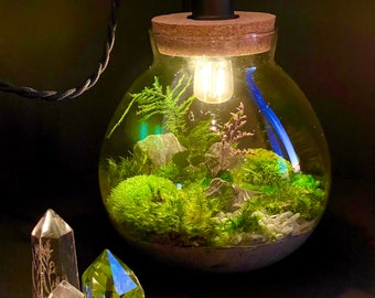 Moss Terrarium Table Lamp; No Maintenance Globe Terrarium (Night) Light with Preserved Moss (not live moss!); Comes assembled