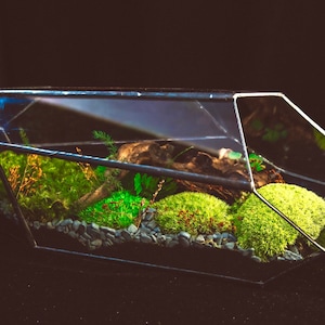 Moss Terrarium with Preserved Moss (not live!). Comes either as Geo ethic Terrarium Only, DYI Kit or Ready Made