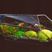 see more listings in the Moss terrariums section