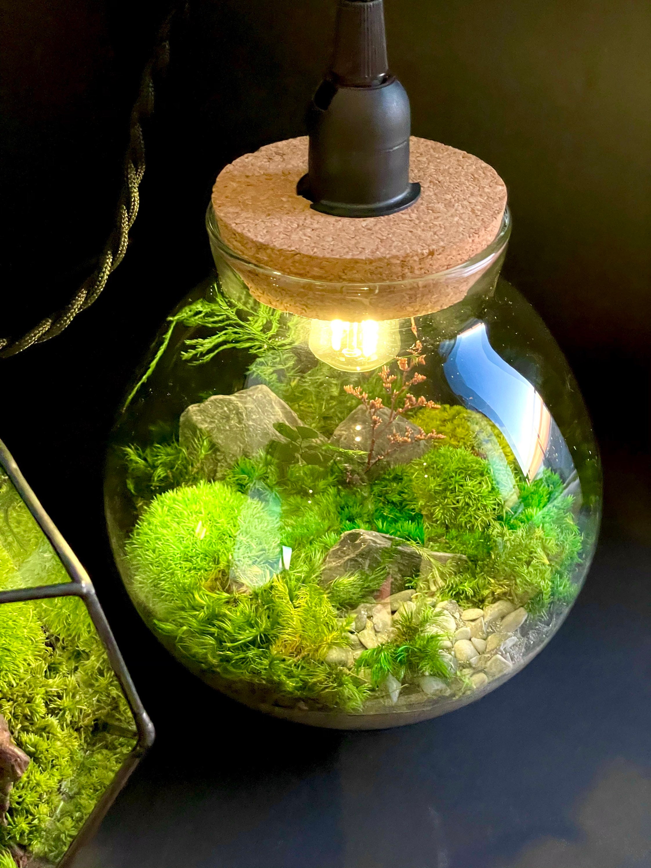 Moss Terrariums: What About Light?