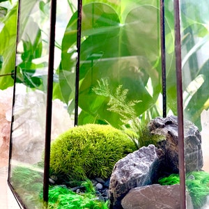 Moss Terrarium Complete & Maintenance Free DYI Geometric Terrarium Kit with Preserved Moss so not live moss and optional Tiny Buddha image 2