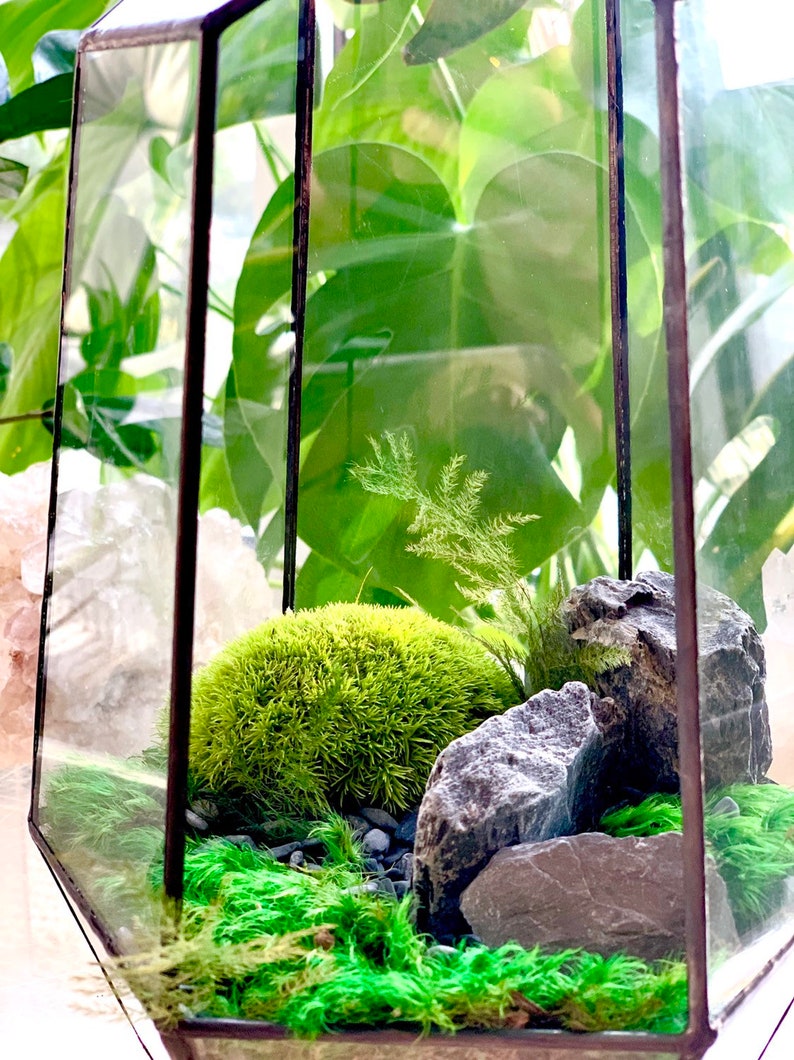 Moss Terrarium Complete & Maintenance Free DYI Geometric Terrarium Kit with Preserved Moss so not live moss and optional Tiny Buddha image 2