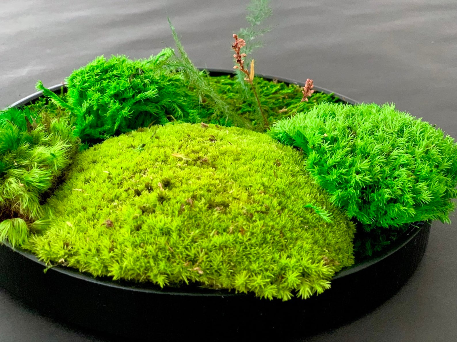 Moss Art Zen Garden Set with Slate Rock Pressed Flowers and Etsy