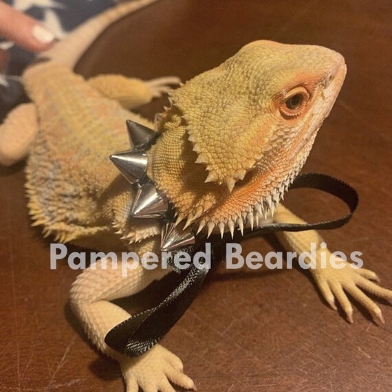 Silver Spike Collar For Bearded Dragons Reptiles And Small Etsy