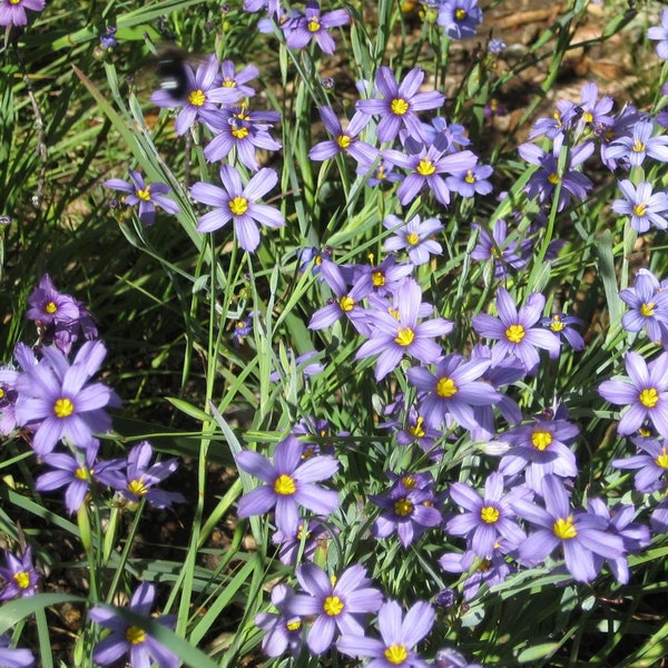 Blue Eyed Grass Seeds  (Sisyrinchium bellum), California Native seeds