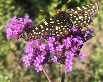 Purple Top Seeds