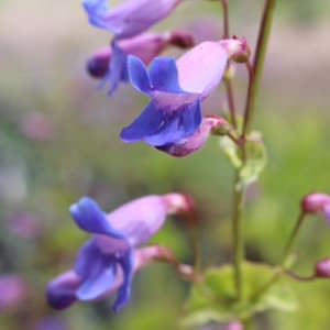 Showy Penstemon Seeds, California Native seeds