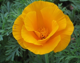 1/2 oz. California Poppy Seeds  (Eschscholzia californica)