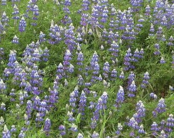 Sky Lupine Seeds, California Native seeds
