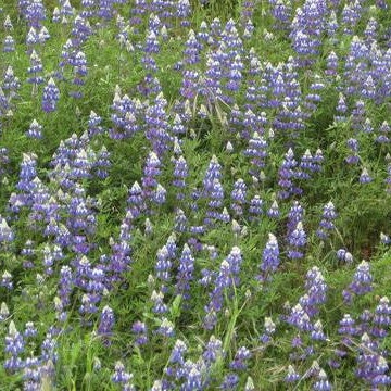 Sky Lupine Seeds, California Native seeds