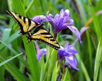 Douglas Iris Seeds